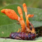Are Cordyceps Mushrooms Good for You