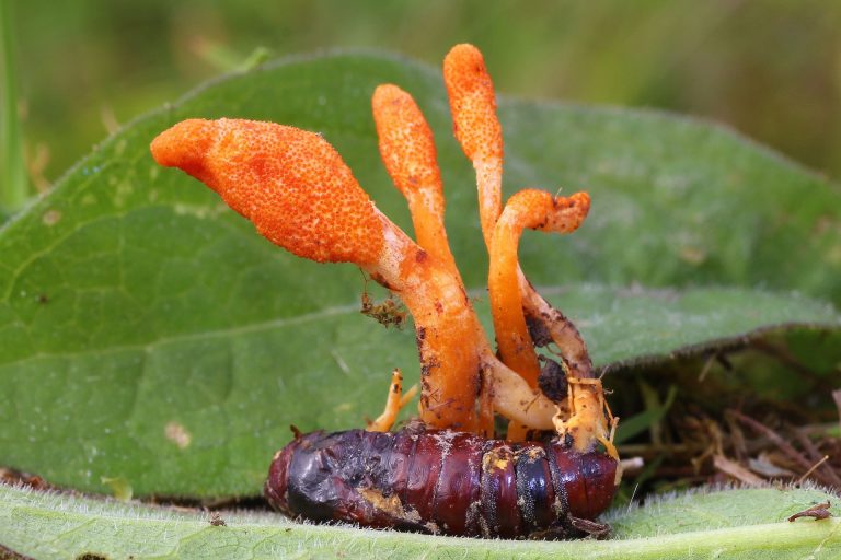 Are Cordyceps Mushrooms Good for You