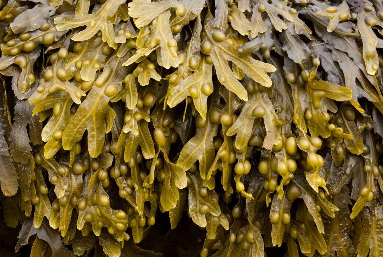Bladderwrack Seaweed