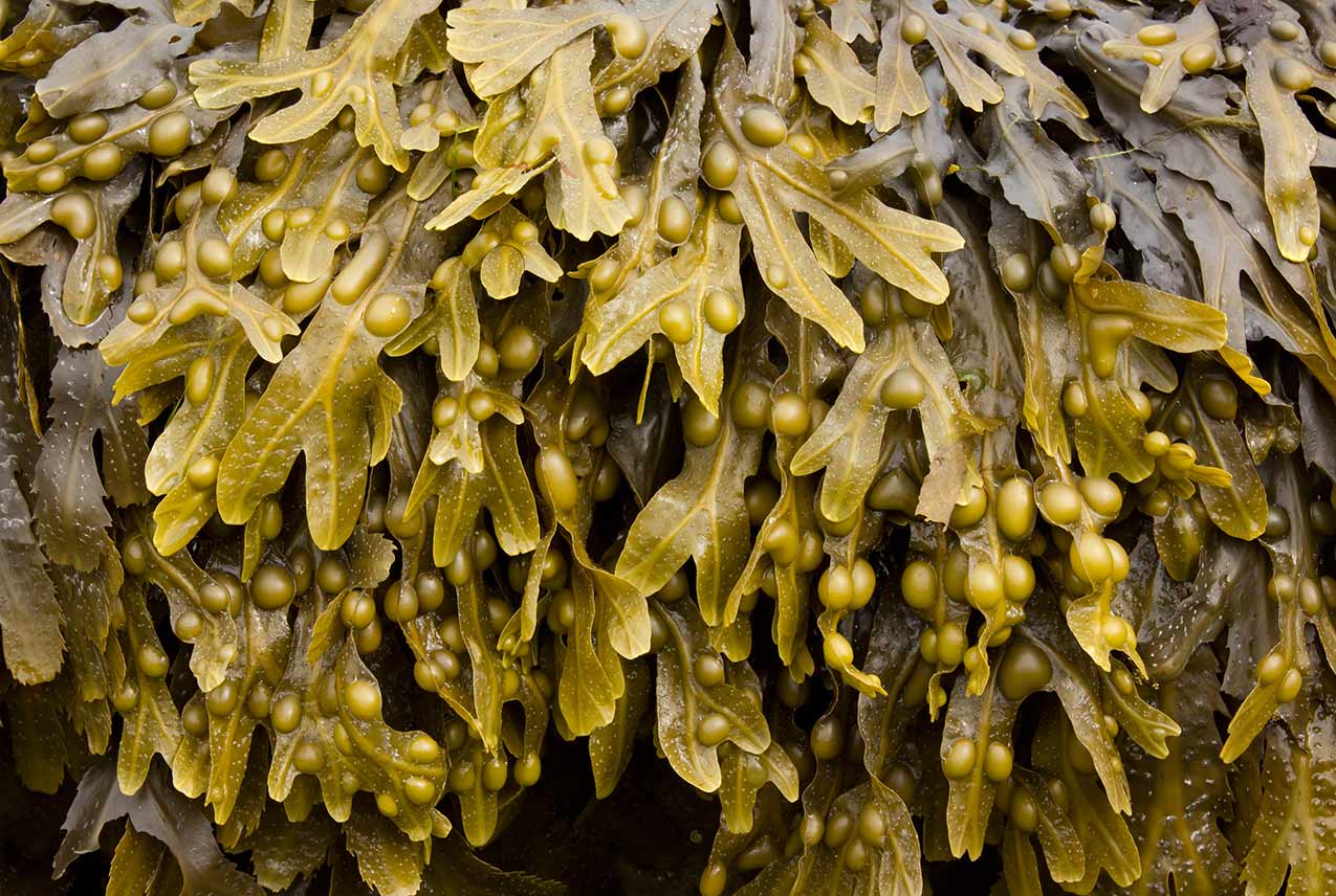 Bladderwrack Seaweed