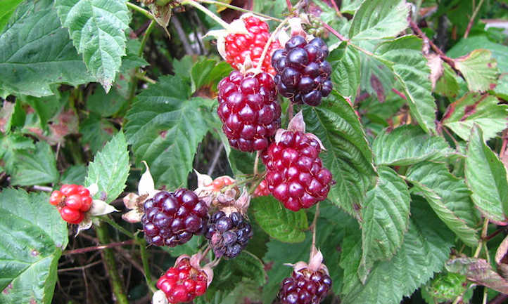 Boysenberry