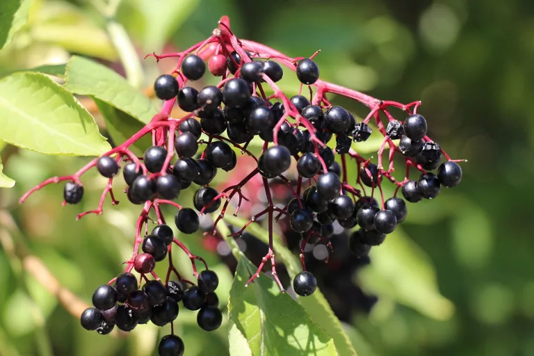 Elderberry