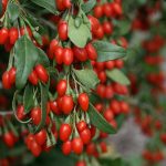 Goji Berries