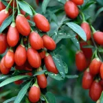 Goji Berries 2