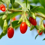 Goji berry