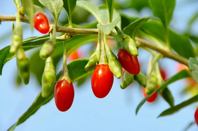 Goji berry