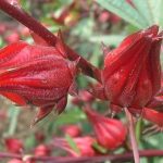 Hibiscus sabdariffa