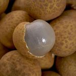 Longan