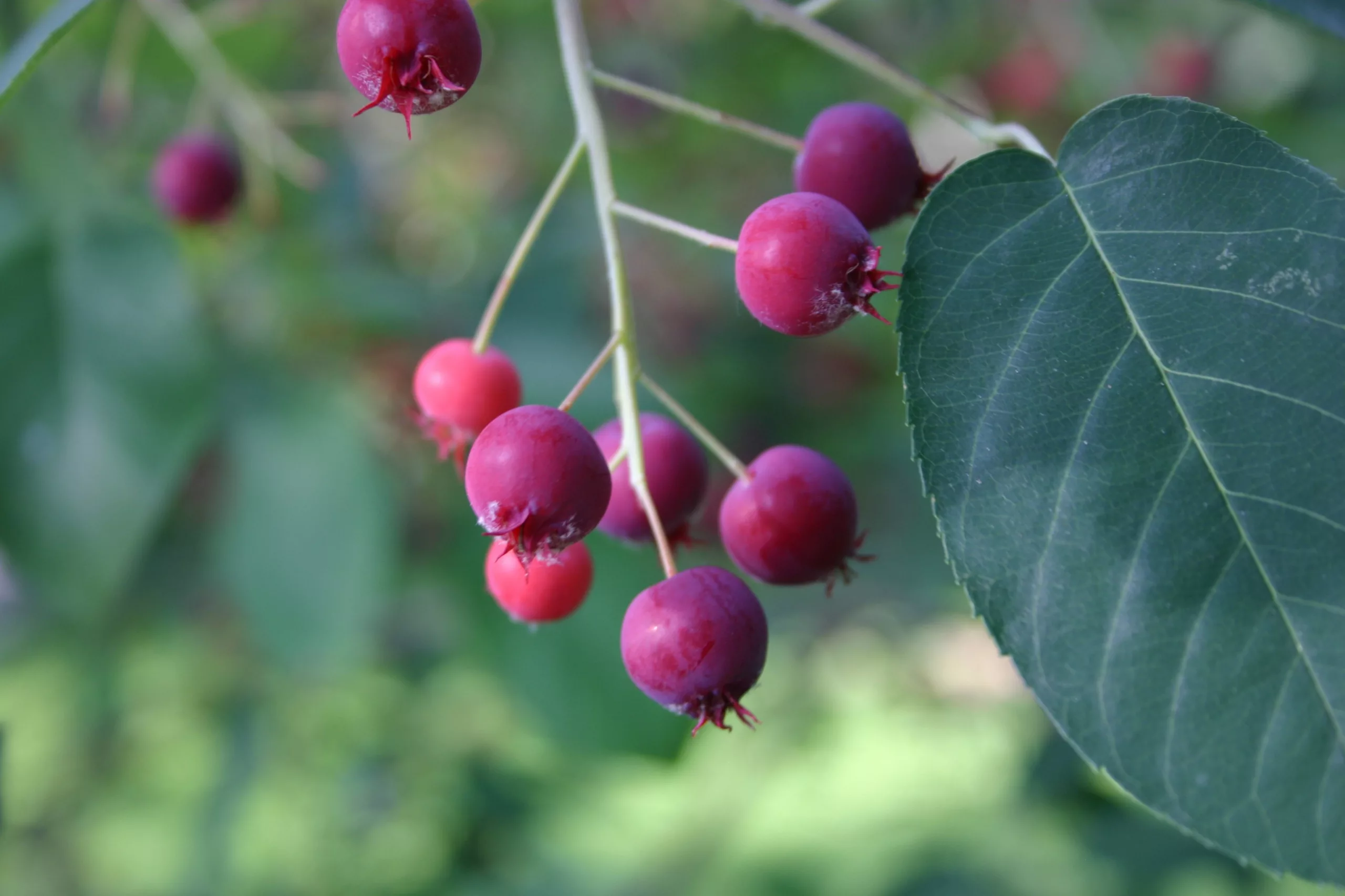 Serviceberry