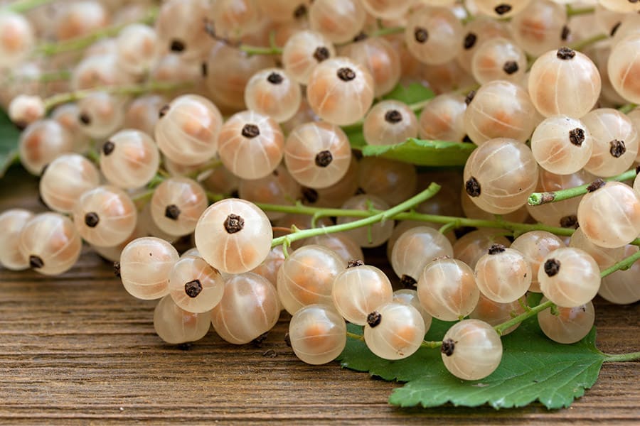 White Currant