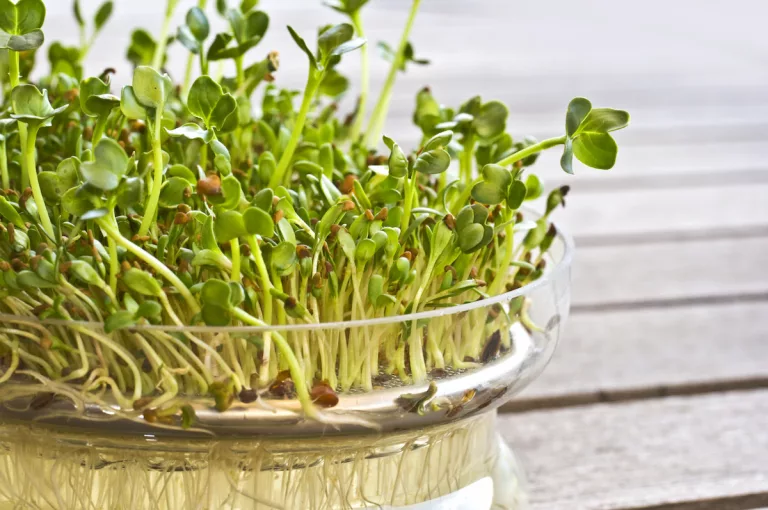 alfalfa Sprouts