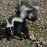 black and white skunk