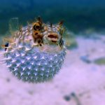 white and brown fish in close up photography
