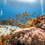 a large group of fish swimming over a coral reef