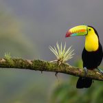 black and yellow bird standing on tree branch