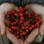 Photograph of Hawthorn Berries on a Person's Hands