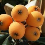 big, loquat, loquat leaves