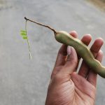 Person Holding Tamarind Fruit