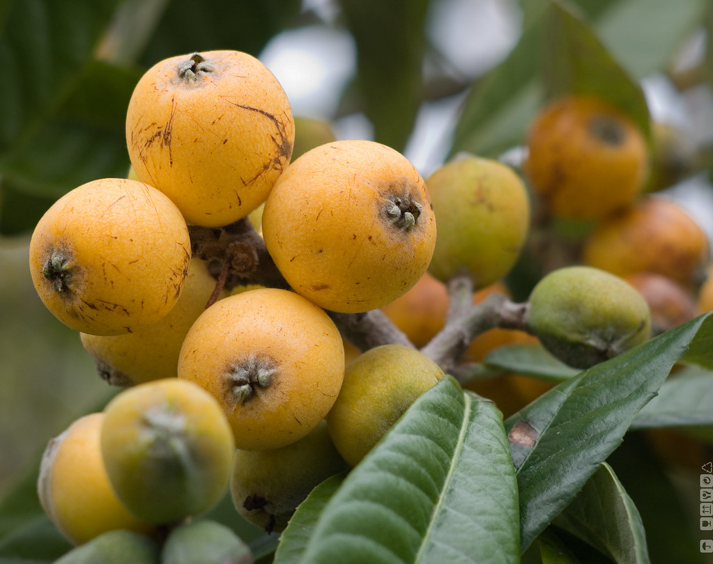 Loquats