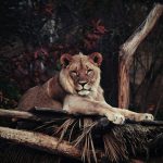 Wildlife Photography of Brown Lion