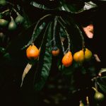 a bunch of fruit hanging from a tree