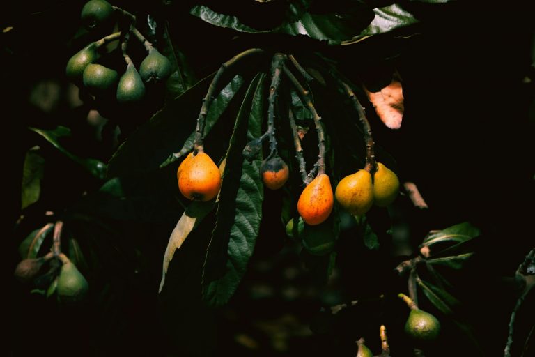 a bunch of fruit hanging from a tree
