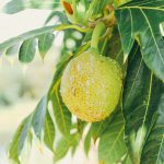 breadfruit