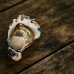 white and brown seashell on brown wooden table