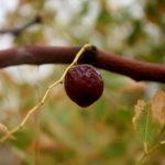 jujube