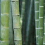 green bamboo shoots