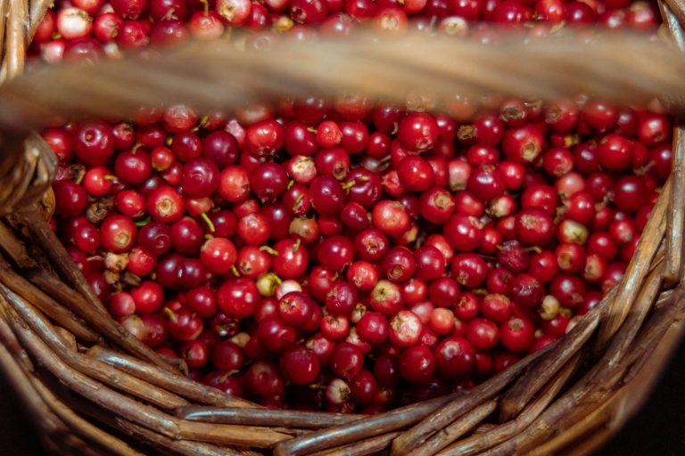 Lingonberries