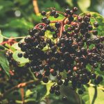 Elderberry