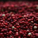 cranberries