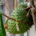 soursop