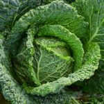 Green Cabbage