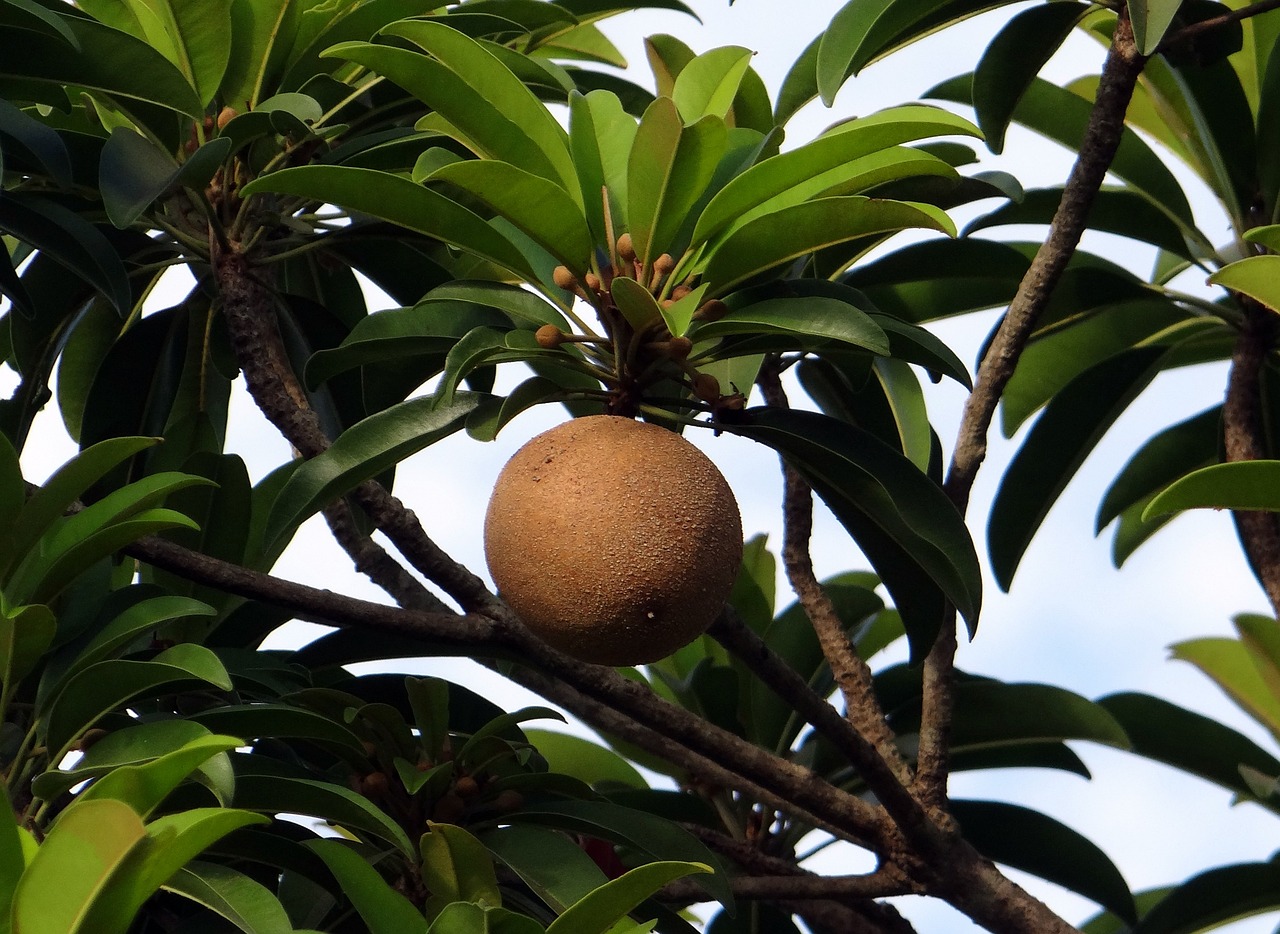 Is Eating Sapote Safe for People with Diabetes? 1 chikoo, sapota, manilkara zapota