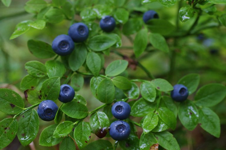 Bilberries