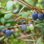 Bilberry
