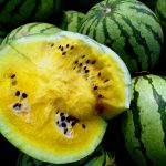 Yellow Watermelon