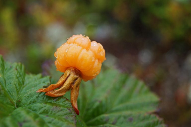 Cloudberry