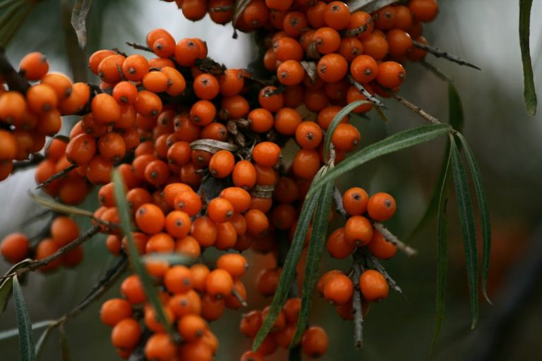 Sea buckthorn