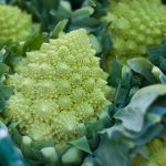 Romanesco