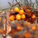 Sea Buckthorn