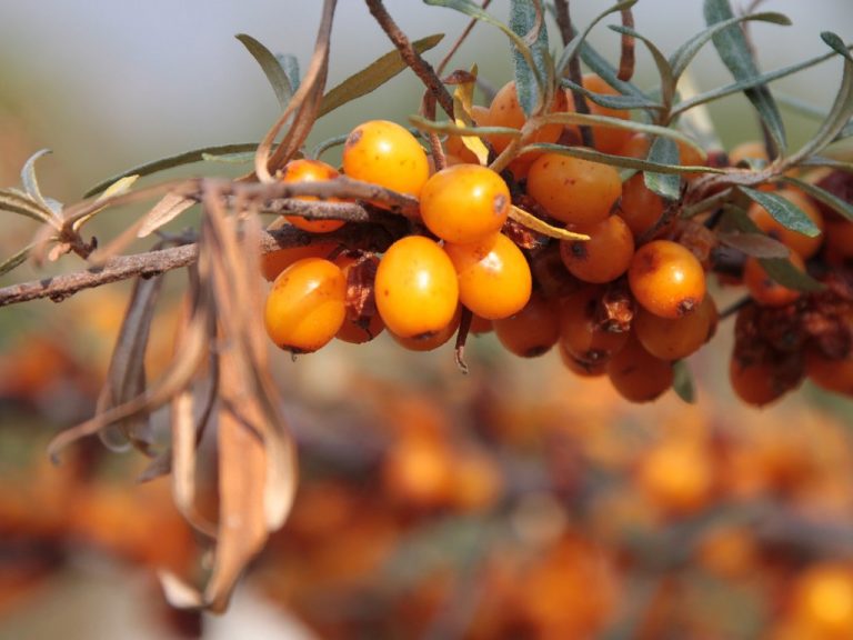 Sea Buckthorn