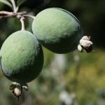 Feijoa Fruit