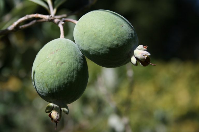 Feijoa Fruit