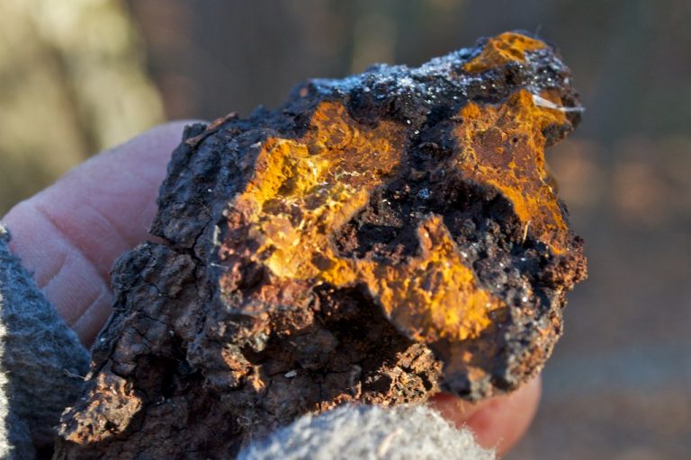 Chaga Mushroom