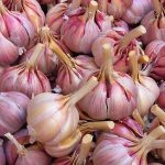 garlic