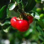 Acerola Cherry