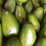 Avocado